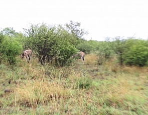 Ben and Ethan After Safari Cum Eat